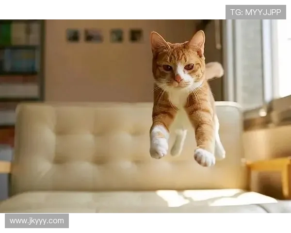 跑酷猫跳翻越展现速度力量与灵巧的极限体育精神竞技魅力与城市运动美学